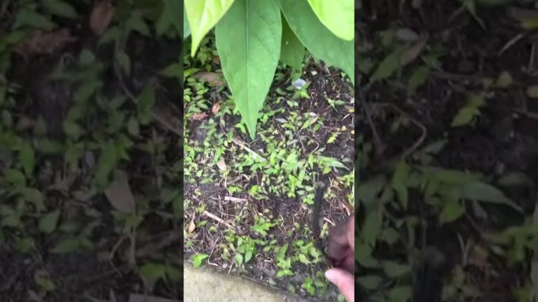 Guía Segura para Instalar Iluminación de Bajo Voltaje